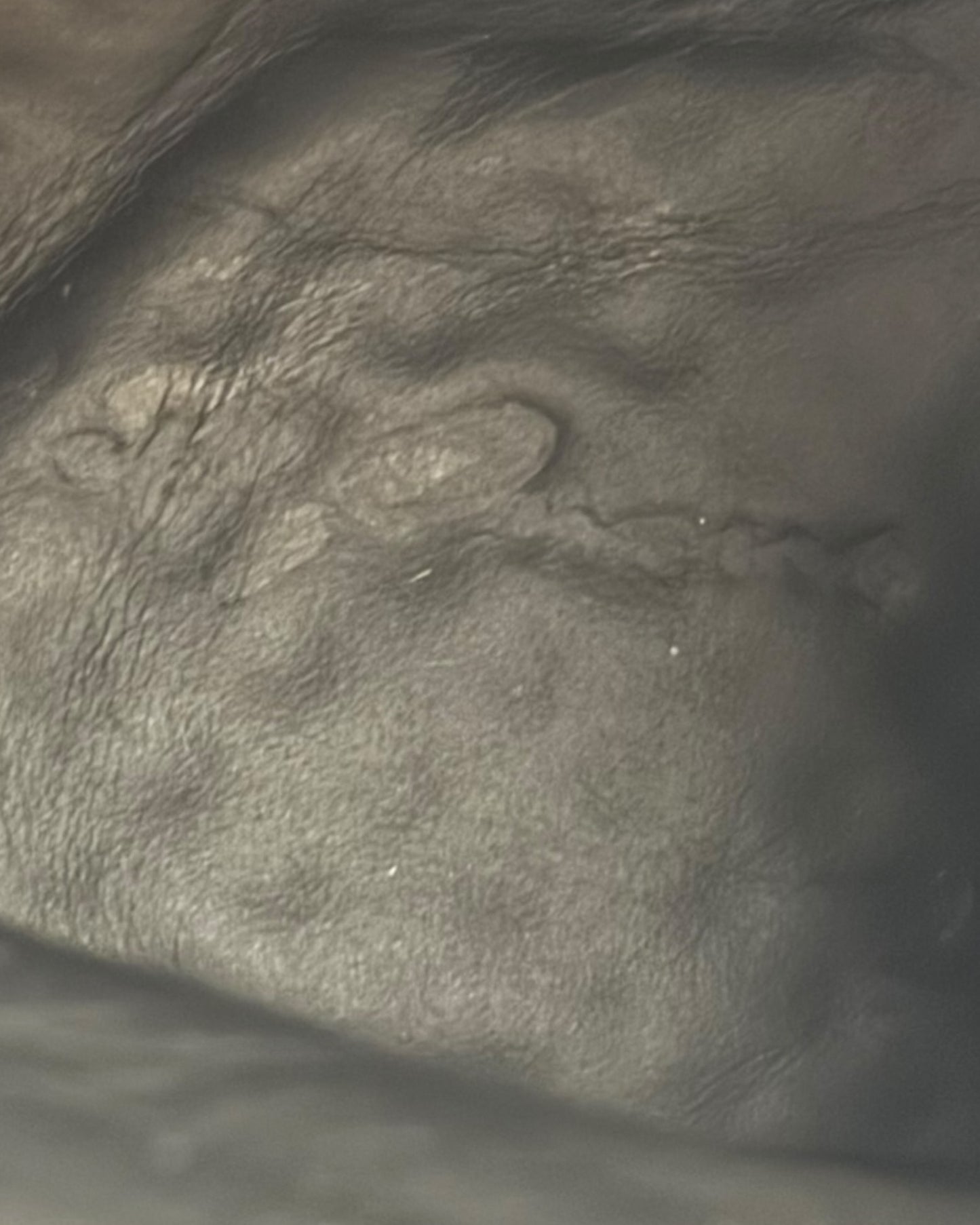 Mainline Leather High Ramones